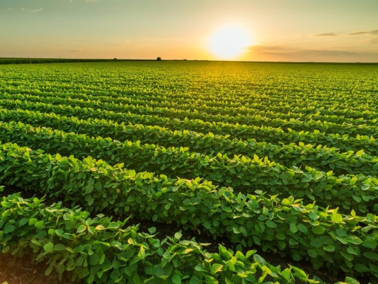plantaciones