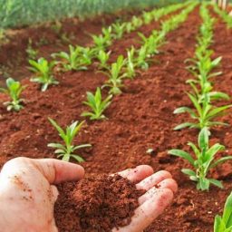agricultura mas sana