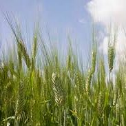 cereales con tratamiento con drones y su aumento de producción