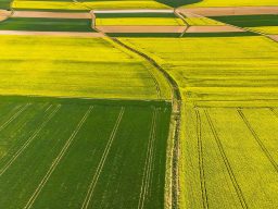 campos tratados con drones y su alta producción de cultivos