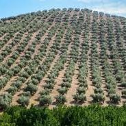 olivares tratados con dron